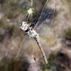 Unidentified Insect at Gundaroo, NSW - 3 Dec 2022 by Gunyijan