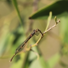 Austrolestes leda (Wandering Ringtail) at Stromlo, ACT - 2 Dec 2022 by JimL