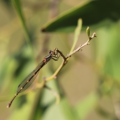 Austrolestes leda at Stromlo, ACT - 3 Dec 2022 09:07 AM