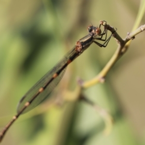 Austrolestes leda at Stromlo, ACT - 3 Dec 2022 09:07 AM