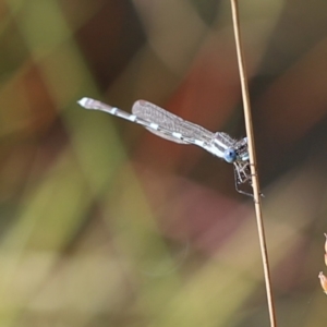 Austrolestes leda at Stromlo, ACT - 3 Dec 2022 09:05 AM