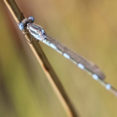 Austrolestes leda at Stromlo, ACT - 3 Dec 2022 09:05 AM