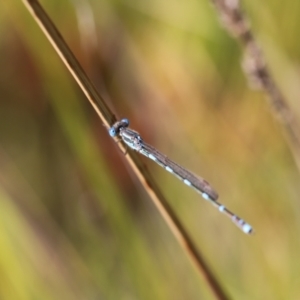 Austrolestes leda at Stromlo, ACT - 3 Dec 2022 09:05 AM