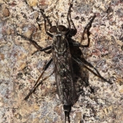 Cerdistus exilis (Robber Fly) at Stromlo, ACT - 2 Dec 2022 by JimL
