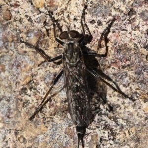 Cerdistus exilis at Stromlo, ACT - 3 Dec 2022