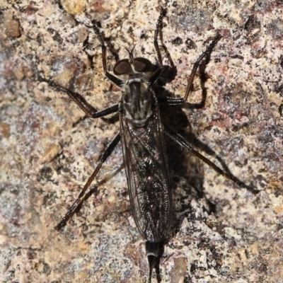 Cerdistus exilis (Robber Fly) at Stromlo, ACT - 3 Dec 2022 by JimL