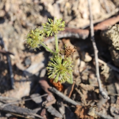 Hydrocotyle laxiflora (Stinking Pennywort) at Stromlo, ACT - 3 Dec 2022 by JimL