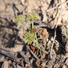 Hydrocotyle laxiflora at Stromlo, ACT - 3 Dec 2022 08:53 AM