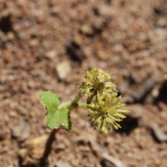 Hydrocotyle laxiflora at Stromlo, ACT - 3 Dec 2022 08:53 AM