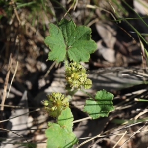 Hydrocotyle laxiflora at Stromlo, ACT - 3 Dec 2022 08:53 AM