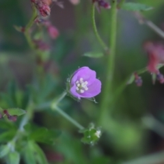 Geranium solanderi var. solanderi (Native Geranium) at Stromlo, ACT - 3 Dec 2022 by JimL