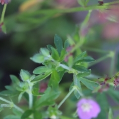 Geranium solanderi var. solanderi at Stromlo, ACT - 3 Dec 2022