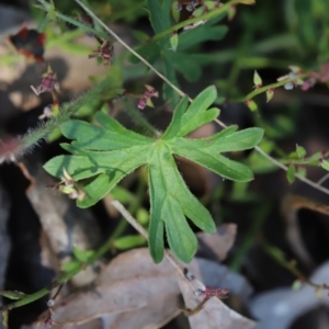 Geranium solanderi var. solanderi at Stromlo, ACT - 3 Dec 2022 08:44 AM