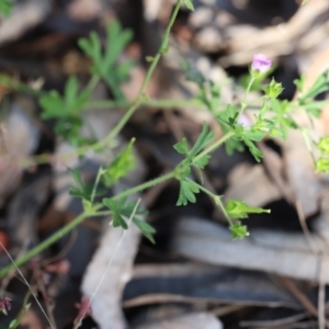 Geranium solanderi var. solanderi at Stromlo, ACT - 3 Dec 2022 08:44 AM