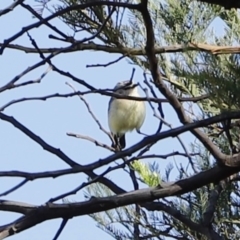 Acanthiza chrysorrhoa (Yellow-rumped Thornbill) at Stromlo, ACT - 3 Dec 2022 by JimL