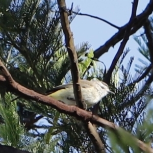 Acanthiza chrysorrhoa at Stromlo, ACT - 3 Dec 2022