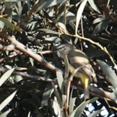 Acanthiza chrysorrhoa at Stromlo, ACT - 3 Dec 2022