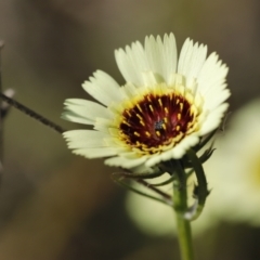 Tolpis barbata (Yellow Hawkweed) at Stromlo, ACT - 3 Dec 2022 by JimL