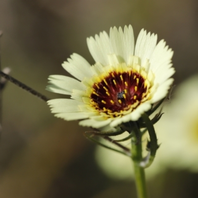 Tolpis barbata (Yellow Hawkweed) at Stromlo, ACT - 2 Dec 2022 by JimL