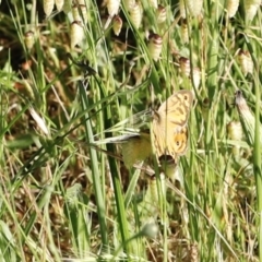 Heteronympha merope (Common Brown Butterfly) at Stromlo, ACT - 3 Dec 2022 by JimL