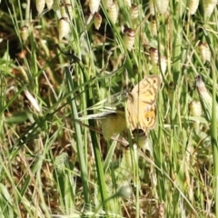Heteronympha merope (Common Brown Butterfly) at Stromlo, ACT - 2 Dec 2022 by JimL