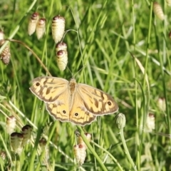 Heteronympha merope at Stromlo, ACT - 3 Dec 2022