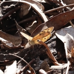 Heteronympha merope at Stromlo, ACT - 3 Dec 2022