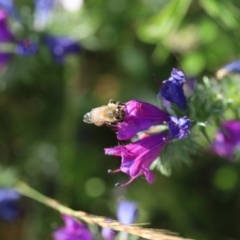 Apis mellifera (European honey bee) at Stromlo, ACT - 2 Dec 2022 by JimL