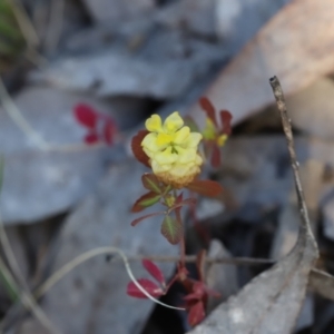 Trifolium campestre at Stromlo, ACT - 3 Dec 2022 08:53 AM