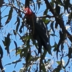 Callocephalon fimbriatum (Gang-gang Cockatoo) at O'Malley, ACT - 3 Dec 2022 by Mike