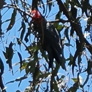 Callocephalon fimbriatum at O'Malley, ACT - suppressed