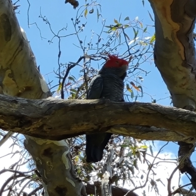 Callocephalon fimbriatum (Gang-gang Cockatoo) at O'Malley, ACT - 3 Dec 2022 by Mike