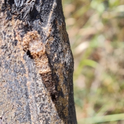 Lepidoptera unclassified IMMATURE (caterpillar or pupa or cocoon) at Symonston, ACT - 3 Dec 2022 by Mike