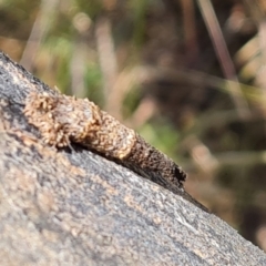 Lepidoptera unclassified IMMATURE moth at Symonston, ACT - 3 Dec 2022