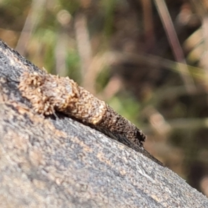 Lepidoptera unclassified IMMATURE moth at Symonston, ACT - 3 Dec 2022