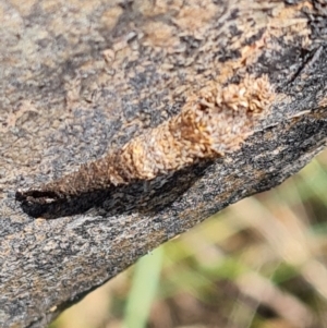 Lepidoptera unclassified IMMATURE moth at Symonston, ACT - 3 Dec 2022