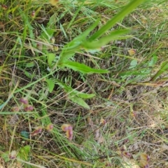 Crepis capillaris (Smooth Hawksbeard) at Mount Mugga Mugga - 3 Dec 2022 by Mike