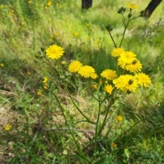 Crepis capillaris at Jerrabomberra, ACT - 3 Dec 2022 11:45 AM