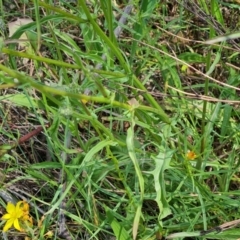 Crepis capillaris at Jerrabomberra, ACT - 3 Dec 2022 11:45 AM