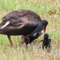 Porphyrio melanotus (Australasian Swamphen) at Jerrabomberra Wetlands - 2 Dec 2022 by RodDeb