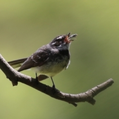 Rhipidura albiscapa (Grey Fantail) at Fyshwick, ACT - 2 Dec 2022 by RodDeb