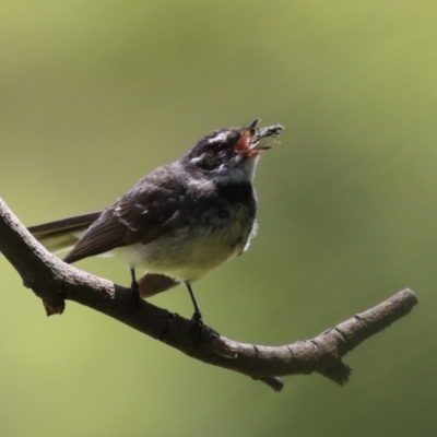 Rhipidura albiscapa (Grey Fantail) at Jerrabomberra Wetlands - 2 Dec 2022 by RodDeb