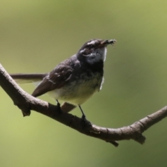 Rhipidura albiscapa at Fyshwick, ACT - 2 Dec 2022