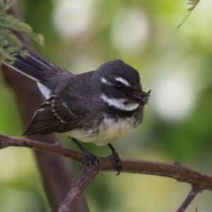 Rhipidura albiscapa at Fyshwick, ACT - 2 Dec 2022