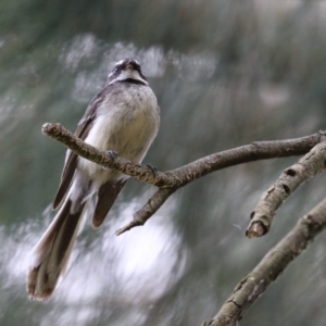 Rhipidura albiscapa at Fyshwick, ACT - 2 Dec 2022