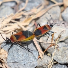 Dindymus versicolor (Harlequin Bug) at Fyshwick, ACT - 2 Dec 2022 by RodDeb
