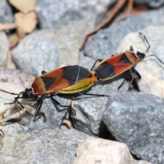 Dindymus versicolor at Fyshwick, ACT - 2 Dec 2022 11:01 AM