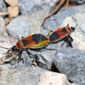 Dindymus versicolor at Fyshwick, ACT - 2 Dec 2022