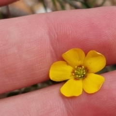 Oxalis sp. (Wood Sorrel) at Bungendore, NSW - 2 Dec 2022 by clarehoneydove