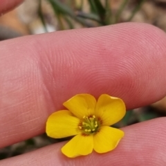 Oxalis sp. at Bungendore, NSW - 3 Dec 2022